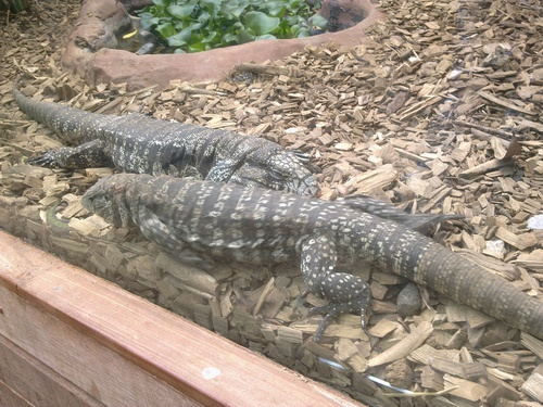 Библейский зоопарк в Иерусалиме