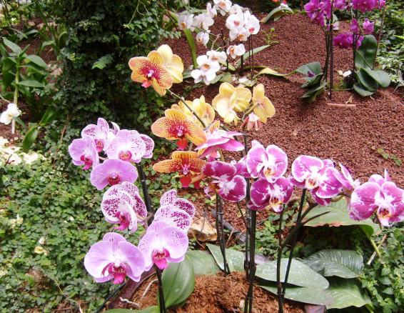 Орхидеи в парке Утопия