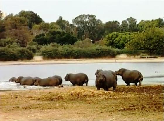 Зоопарк Сафари, Рамат-Ган,Израиль